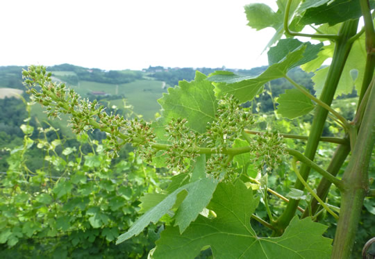 Nebbioloblüte